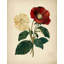 Elegant Red Yellow Flowers by Josie George — Botanical Wall Art-2038426291-2038426300-2038426301