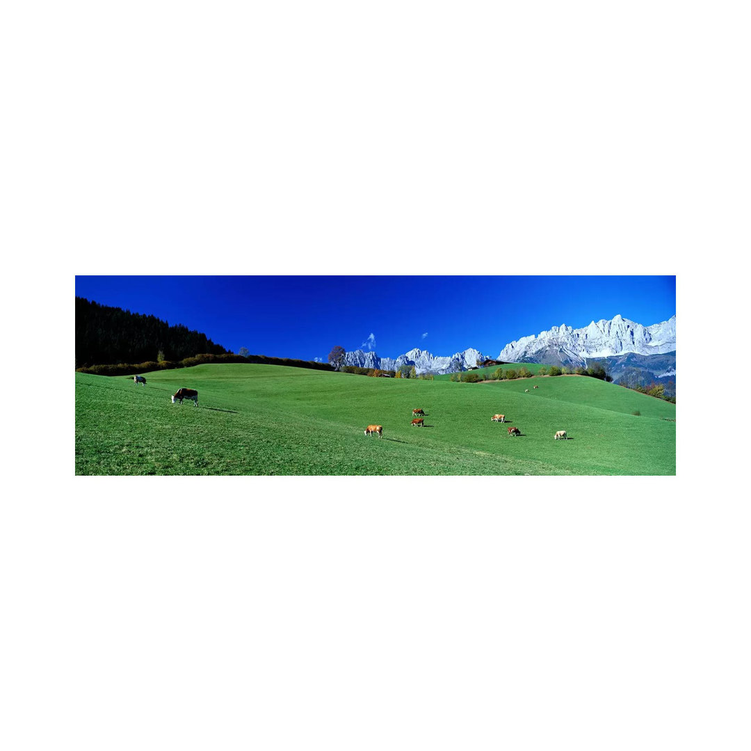 Cattle Graze In Alps Wilder Kaiser Going Austria - Wrapped Canvas Panoramic Print