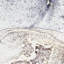 Tapis lavable à la machine Stacie Daydream-93236270