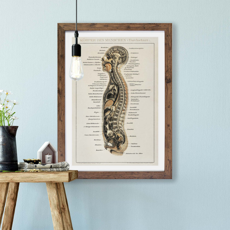 Anatomy Chart in German - Framed Print, 45cm H x 63cm W x 2cm D, Walnut
