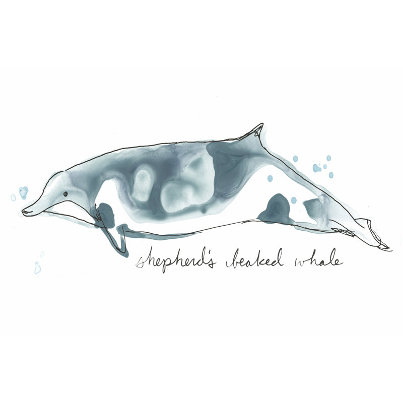 Cetacea Shepherd's Beak Whale by June Erica Vess - Wrapped Canvas Art Prints, 30cm H x 46cm W