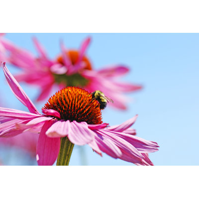 Bumblebee - Wrapped Canvas Print