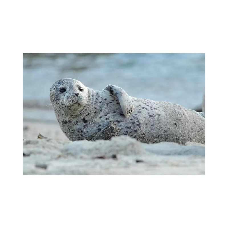 Lounging by Brian Wolf - Wrapped Canvas Print, 20.32cm H x 30.48cm W x 1.91cm D