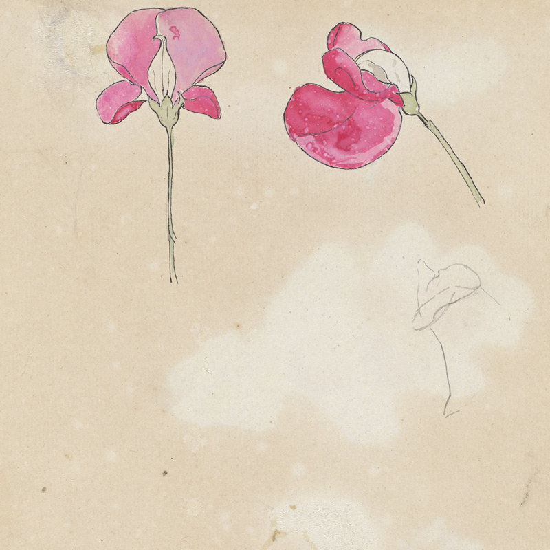 Lathyrus Print by Theo Nieuwenhuis