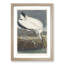 Wood Stork by John James Audubon - Framed Print-55612959-55612963