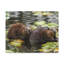 «Beaver Couple Beaver Troop Print», art mural-1952681294