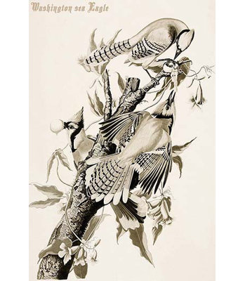 " Blue Jay "