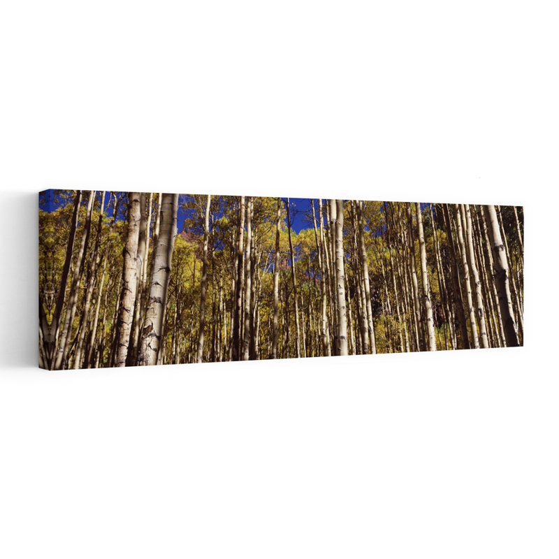 Aspen Trees in Autumn, Colorado, États-Unis, art contemporain de paysage forestier abstrait, H 36 po x l 12 po