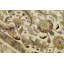 Lamani Wool Oriental Area Rug