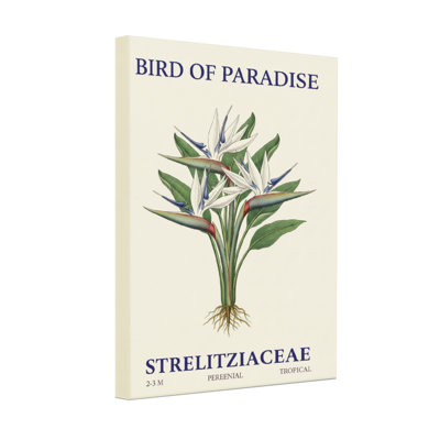 Plants & Flowers Bird Of Paradise Plant Botanical Art Print