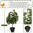 Artificial Norfolk Pine Tree