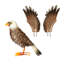Statue Boilès en métal avec ailes d'aigle