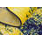 Brandt Oriental Indoor Rug-377455507