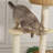 5 Tiers Cat Tree with Condons,Perch,Scratching Posts