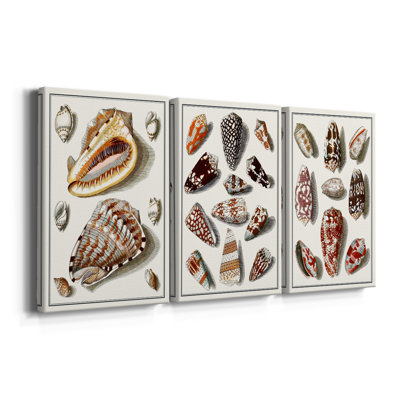 Collected Shells IV  -Custom Wrapped Gallery Canvas - 3 Pieces