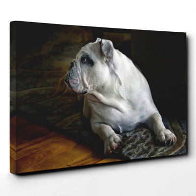 British English Bulldog Photographic - Wrapped Canvas