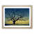 Oak Framed