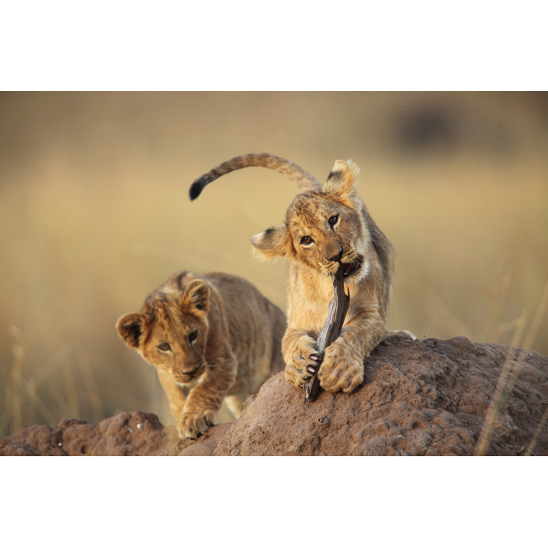 Two Lion Cubs Playing On A Dirt Mound In The Savanna Grass by GP232 - No Frame Print on Canvas, 81cm H x 122cm W