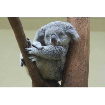 Koala Resting par Arnaud_Martinez - Photographie sur toile tendue