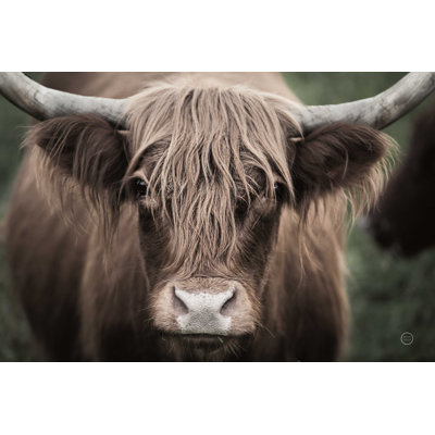 Lumière de vache