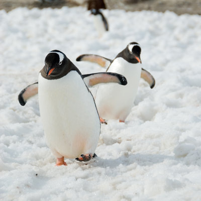 " Gentoo Penguins " by Waynetam