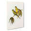 Rock Grass-Parakeets by Elizabeth Gould - Wrapped Canvas-55323136
