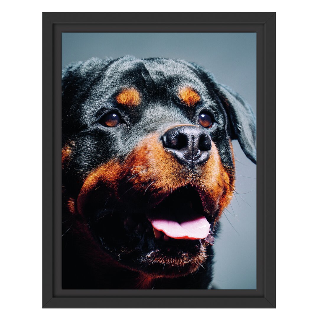 Gerahmtes Poster Treuer Rottweiler