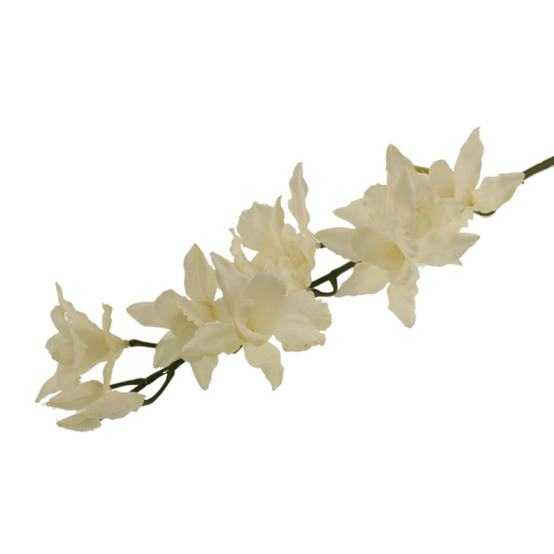 Orchid Arrangement, Cream