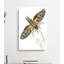 Sphinx Moth by George Shaw - Wrapped Canvas-55329953