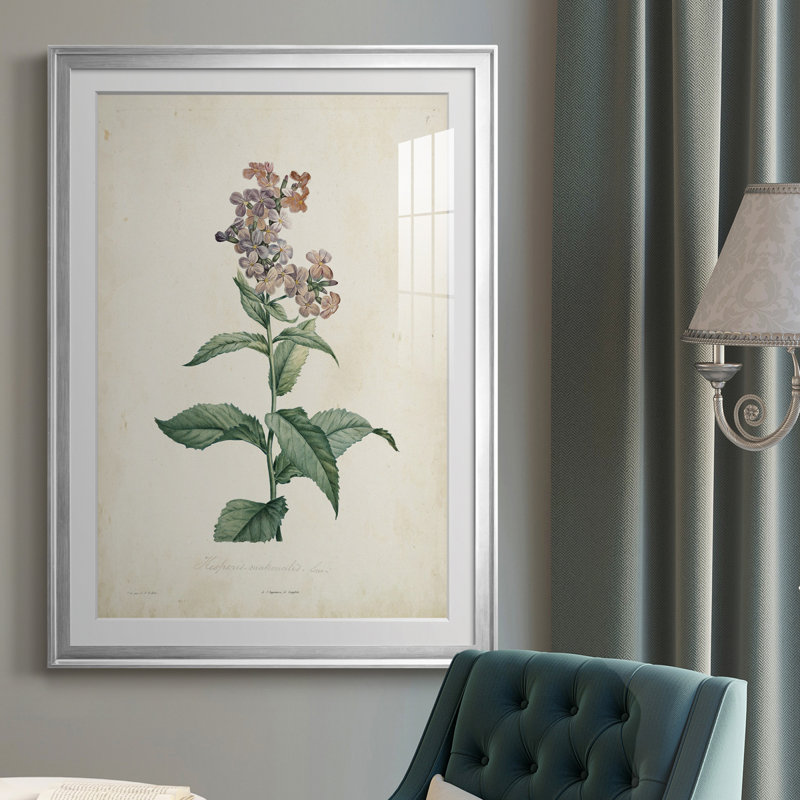 Traditional Botanical II - reproduction de cadre photo, Chrome, H 36,5 po x l 26,5 po x P 1 po