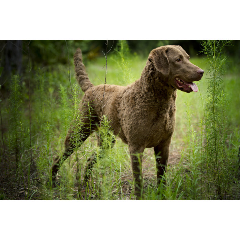 «Dog Retriever» par Ktatarka - photographie sur toile tendue, H 32 po x l 48 po