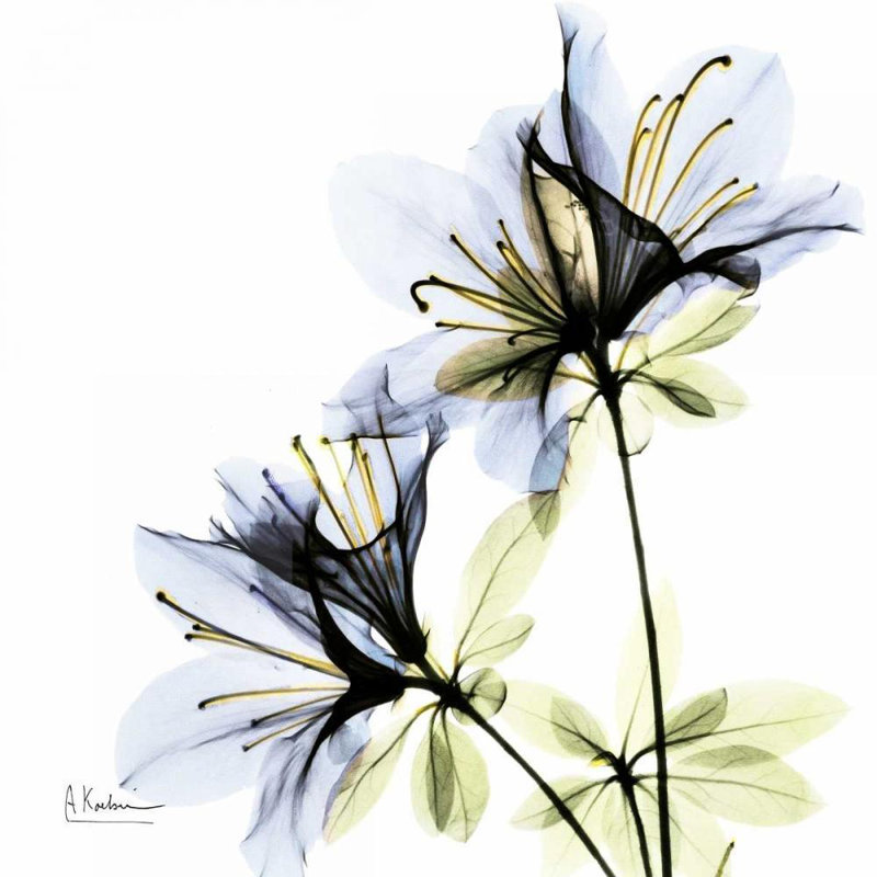 «Red Barrel Studio® Koetsier, Albert Gallery, art sur toile tendue: Azalée bleue en fleurs, H 36 po x l 36 po