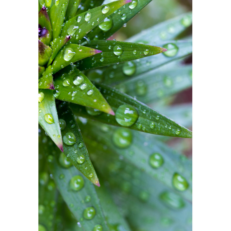 Water Drop On Leaf by Adyna - No Frame Print on Canvas, 76cm H x 51cm W