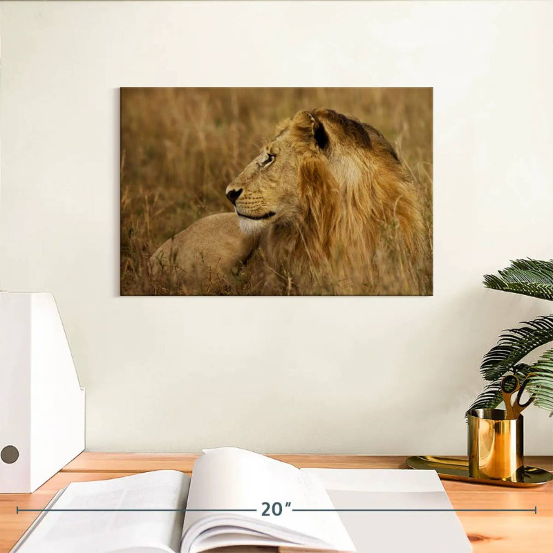 Lion au repos dans le Serengeti, H 8 po x l 12 po