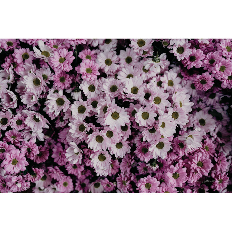" Pale Daisies ", 8" H x 12" W, No, Wrapped Canvas