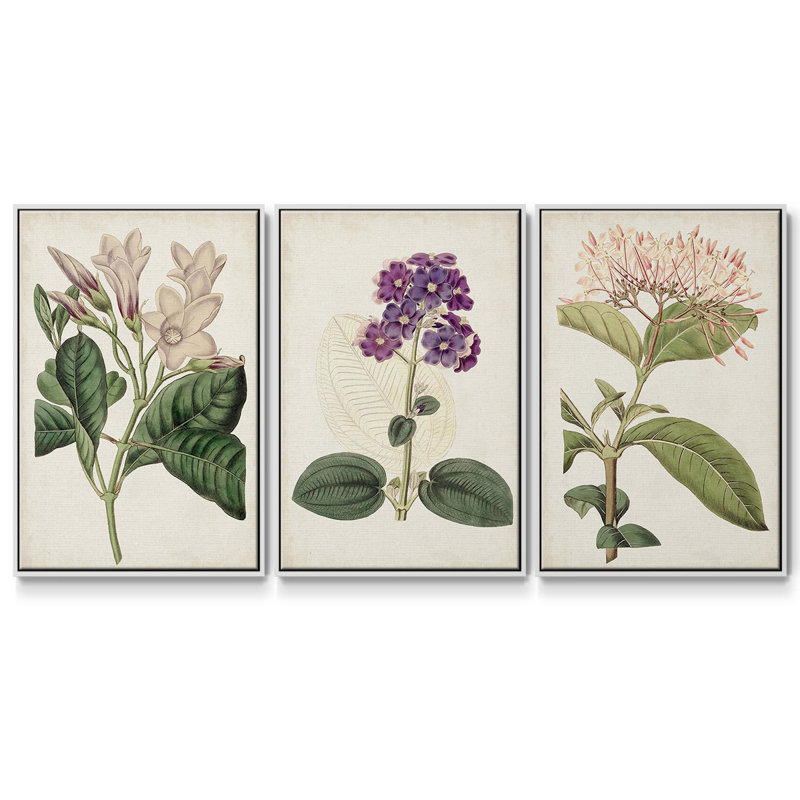 Ensemble de 3 pièces encadrées sur toile Antique Botanical Collection, Blanc, H 27 po x l 54 po