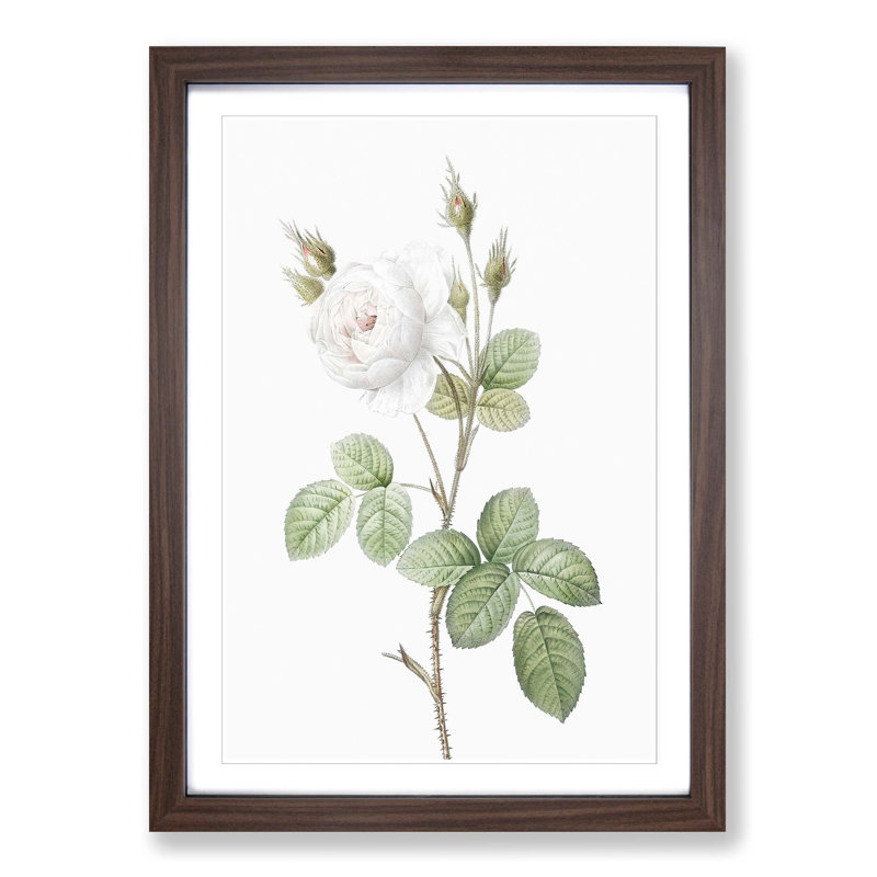 White Moss Rose by Pierre-Joseph Redoute - Picture Frame Art Prints, 36cm H x 27cm W x 2cm D, Walnut Framed