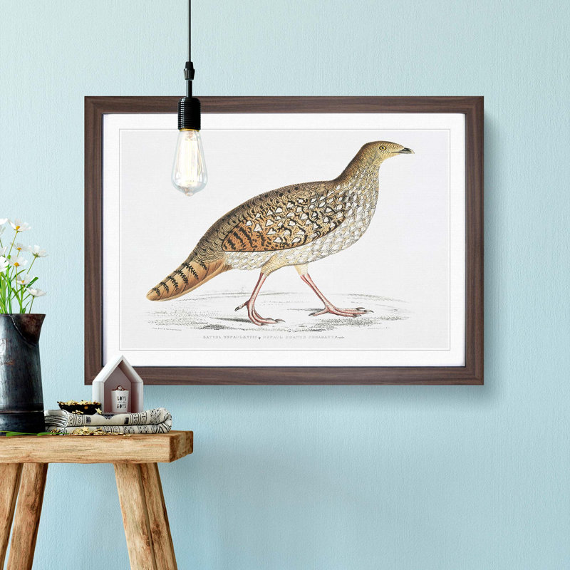 Pheasant Illustration by John Edward Gray - Picture Frame Painting Print, Walnut Framed, 27cm H x 36cm W x 2cm D