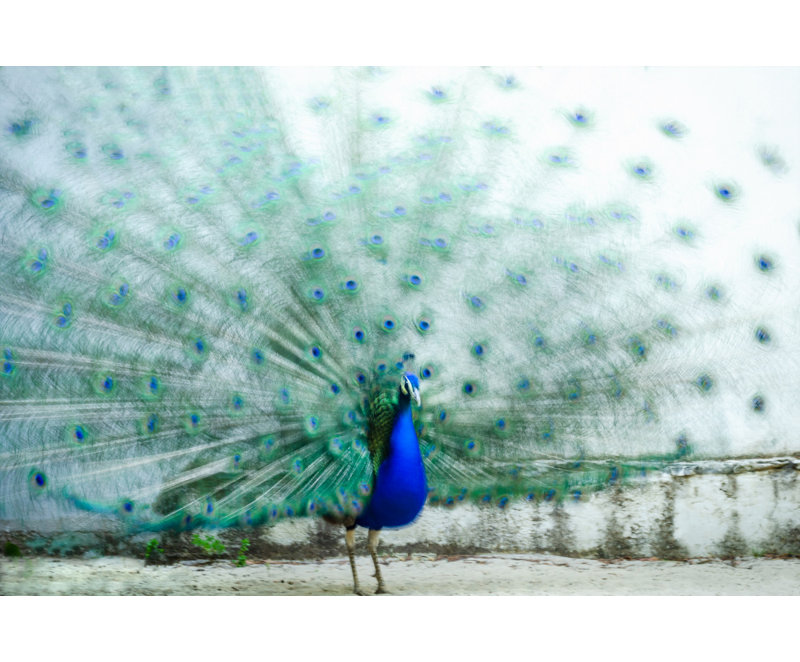 Wrapped Canvas Print, 50.8 cm H x 76.2 cm W