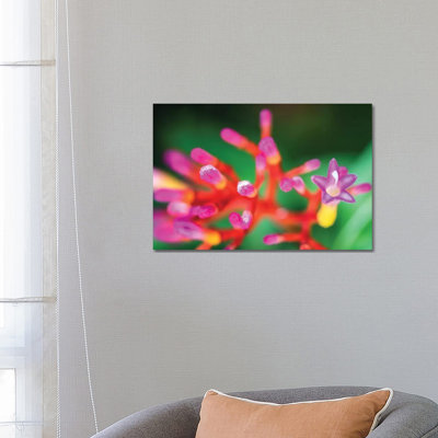 Close Up Of Pink Flower by Glauco Meneghelli - Wrapped Canvas Print