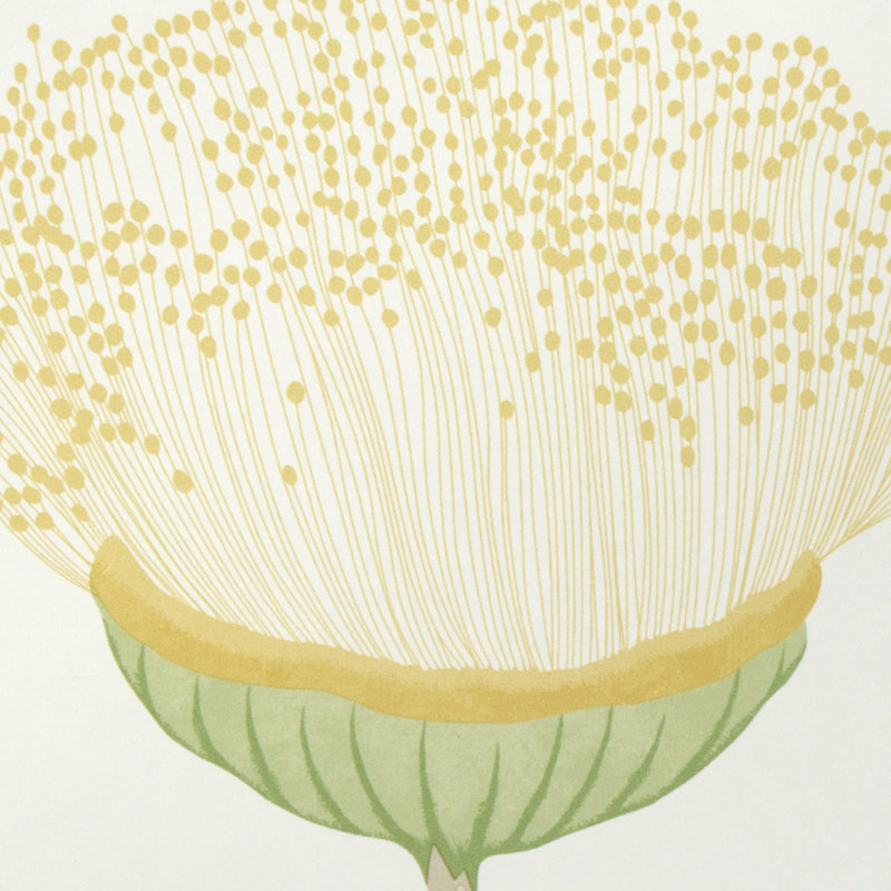 Celinda Floral Non-Woven Wallpaper Roll, Citrus
