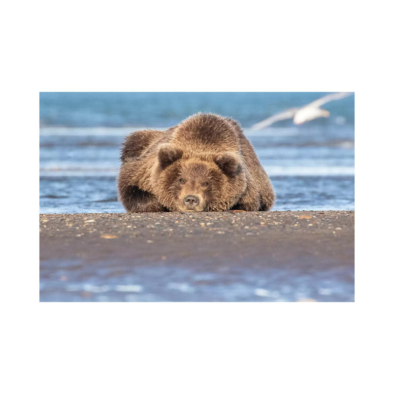 Napping Bear by Eric Fisher - Wrapped Canvas Painting, 20.32 cm H x 30.48 cm W