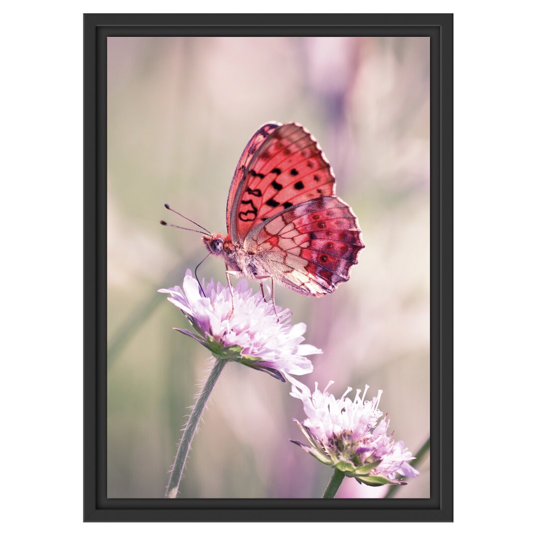 Gerahmtes Wandbild Bezaubernder Schmetterling