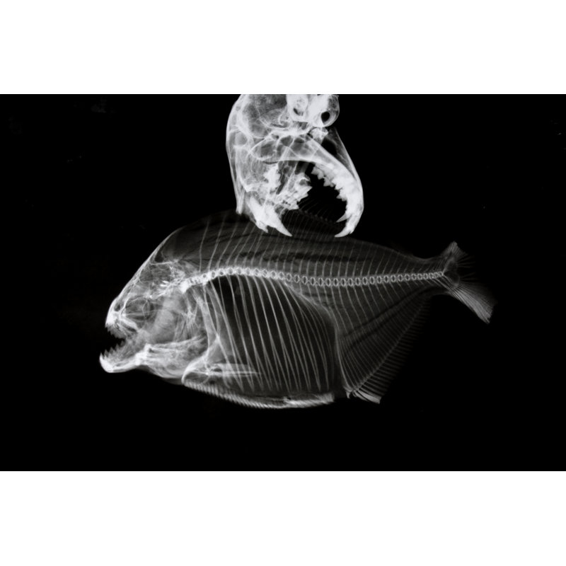 Feline Catching A Piranha - Wrapped Canvas Print, 61cm H x 91cm W x 3.8cm D