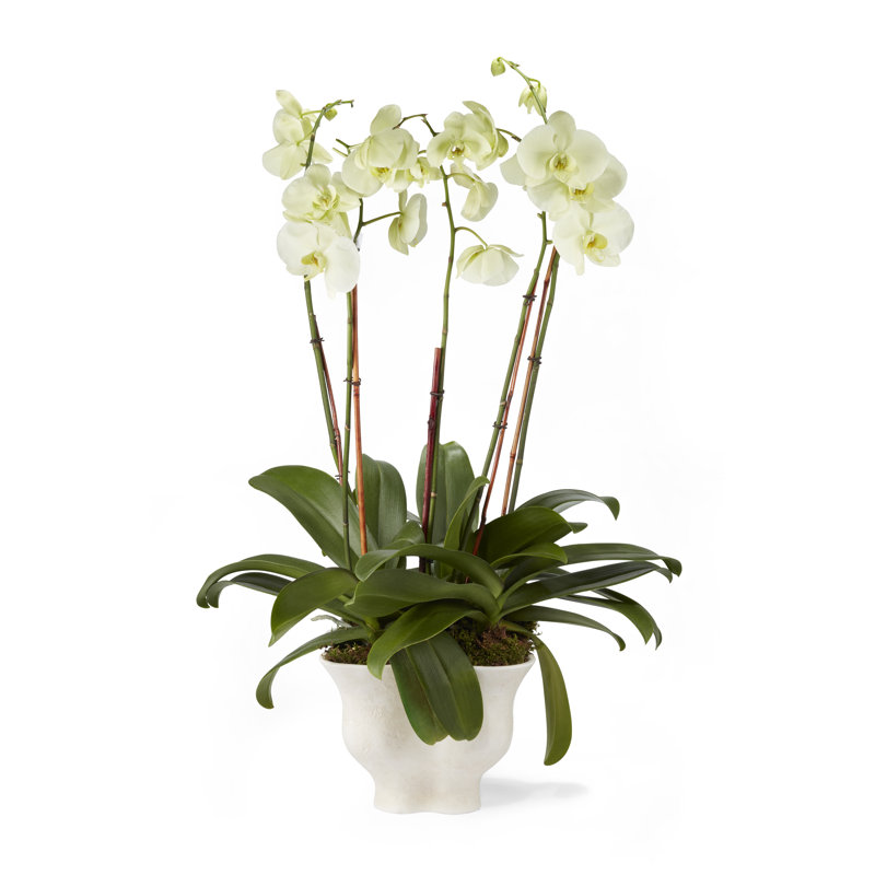 Vase de table en céramique blanc 6,9 po Corvo