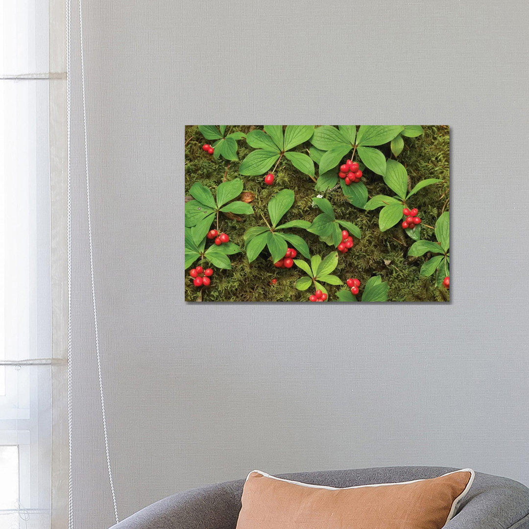 Bunchberry Growing Amid Sphagnum Moss, North America von Tim Fitzharris - Galerie- GiclÃ©e auf Leinwand