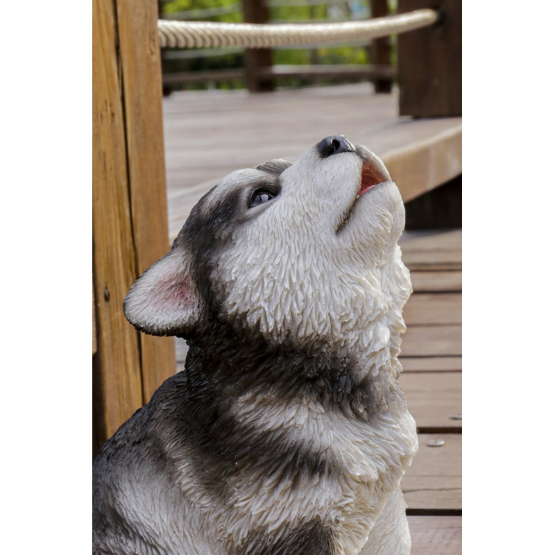 Chiot Malamute d'Alaska