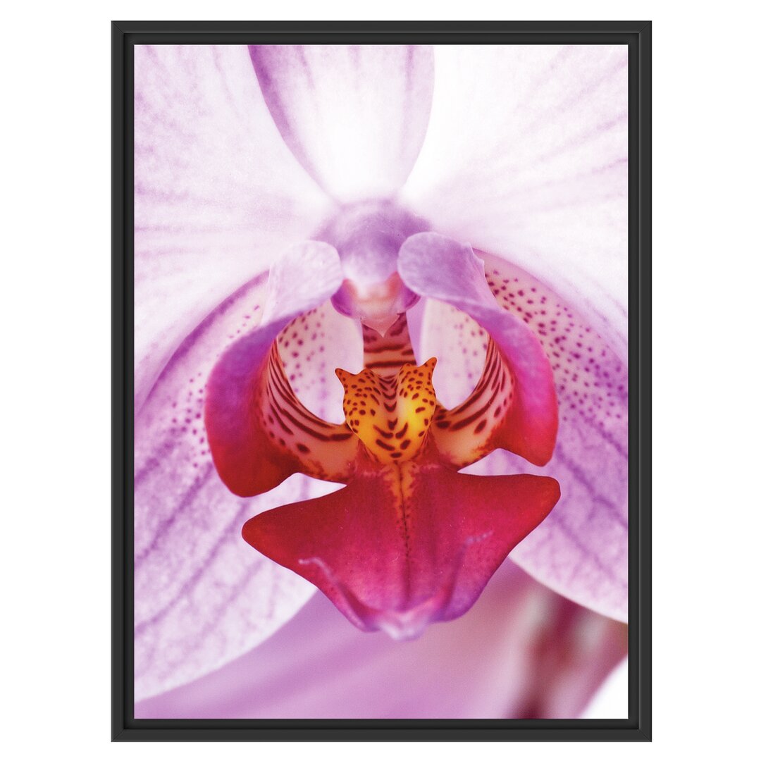 Gerahmtes Wandbild schöne Orchidee