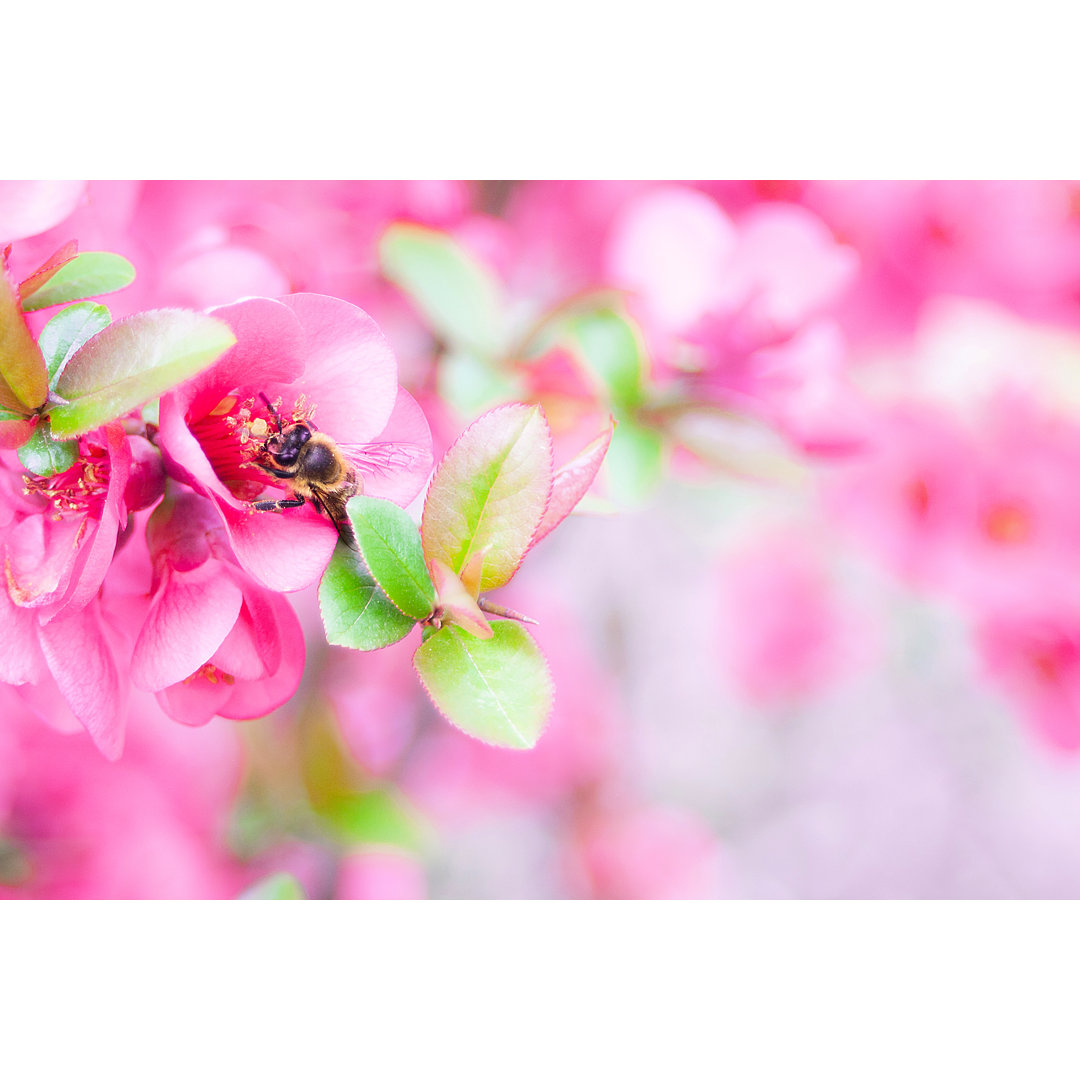 Biene auf rosa Blume von Dejan Kolar - Druck