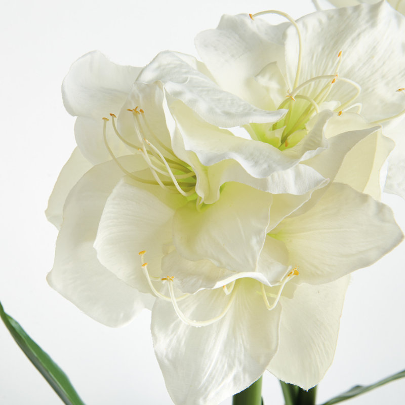 Ensemble de 2 ampoules Barrary AMaryllis, White